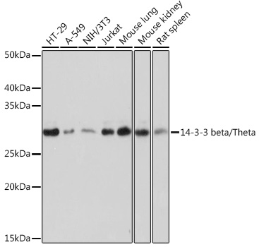 Western blot analysis of various lysates using 14-3-3 beta/zeta Rabbit mAb (A9152) at 1:1000 dilution.|Secondary antibody: HRP-conjugated Goat anti-Rabbit IgG (H+L) (AS014) at 1:10000 dilution.|Lysates/proteins: 25μg per lane.|Blocking buffer: 3% nonfat dry milk in TBST.|Detection: ECL Basic Kit (RM00020).|Exposure time: 1s.
