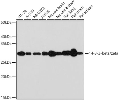 Western blot analysis of various lysates using 14-3-3-beta/zeta Rabbit mAb (A9156) at 1:1000 dilution.|Secondary antibody: HRP-conjugated Goat anti-Rabbit IgG (H+L) (AS014) at 1:10000 dilution.|Lysates/proteins: 25μg per lane.|Blocking buffer: 3% nonfat dry milk in TBST.|Detection: ECL Basic Kit (RM00020).|Exposure time: 30s.
