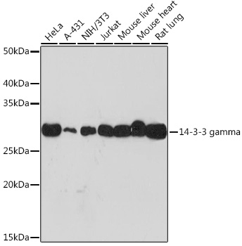 Western blot analysis of various lysates, using 14-3-3 gamma Rabbit mAb (A9162) at 1:1000 dilution.|Secondary antibody: HRP-conjugated Goat anti-Rabbit IgG (H+L) (AS014) at 1:10000 dilution.|Lysates/proteins: 25μg per lane.|Blocking buffer: 3% nonfat dry milk in TBST.|Detection: ECL Basic Kit (RM00020).|Exposure time: 30s.