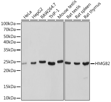 Western blot analysis of various lysates using HMGB2 Rabbit mAb at 1:1000 dilution.|Secondary antibody: HRP-conjugated Goat anti-Rabbit IgG (H+L) at 1:10000 dilution.|Lysates/proteins: 25μg per lane.|Blocking buffer: 3% nonfat dry milk in TBST.|Detection: ECL Basic Kit.|Exposure time: 1s.