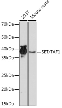 Western blot analysis of various lysates using SET/TAF1 Rabbit mAb at 1:1000 dilution.|Secondary antibody: HRP-conjugated Goat anti-Rabbit IgG (H+L) at 1:10000 dilution.|Lysates/proteins: 25μg per lane.|Blocking buffer: 3% nonfat dry milk in TBST.|Detection: ECL Basic Kit.|Exposure time: 10s.