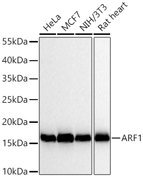 Western blot analysis of various lysates using ARF1 Rabbit mAb at 1:1000 dilution incubated overnight at 4℃.|Secondary antibody: HRP-conjugated Goat anti-Rabbit IgG (H+L) at 1:10000 dilution.|Lysates/proteins: 25 μg per lane.|Blocking buffer: 3% nonfat dry milk in TBST.|Detection: ECL Basic Kit.|Exposure time: 45 s.