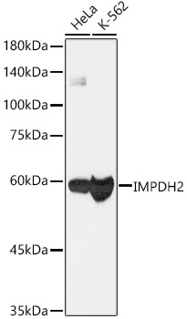 Western blot analysis of various lysates, using [KO Validated] IMPDH2 Rabbit mAb (A9208) at  1:1000 dilution.|Secondary antibody: HRP-conjugated Goat anti-Rabbit IgG (H+L) (AS014) at 1:10000 dilution.|Lysates/proteins: 25μg per lane.|Blocking buffer: 3% nonfat dry milk in TBST.|Detection: ECL Basic Kit (RM00020).|Exposure time: 3s.
