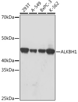 Western blot analysis of various lysates using ALKBH1 Rabbit mAb at 1:1000 dilution.|Secondary antibody: HRP-conjugated Goat anti-Rabbit IgG (H+L) at 1:10000 dilution.|Lysates/proteins: 25μg per lane.|Blocking buffer: 3% nonfat dry milk in TBST.|Detection: ECL Basic Kit.|Exposure time: 10s.