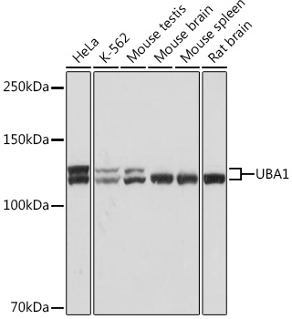 Western blot analysis of various lysates using UBA1 Rabbit mAb (A9254) at 1:1000 dilution.|Secondary antibody: HRP-conjugated Goat anti-Rabbit IgG (H+L) (AS014) at 1:10000 dilution.|Lysates/proteins: 25μg per lane.|Blocking buffer: 3% nonfat dry milk in TBST.|Detection: ECL Basic Kit (RM00020).|Exposure time: 1s.