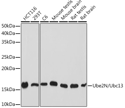 Western blot analysis of various lysates using Ube2N/Ubc13 Rabbit mAb (A9257) at 1:1000 dilution.|Secondary antibody: HRP-conjugated Goat anti-Rabbit IgG (H+L) (AS014) at 1:10000 dilution.|Lysates/proteins: 25μg per lane.|Blocking buffer: 3% nonfat dry milk in TBST.|Detection: ECL Basic Kit (RM00020).|Exposure time: 30s.