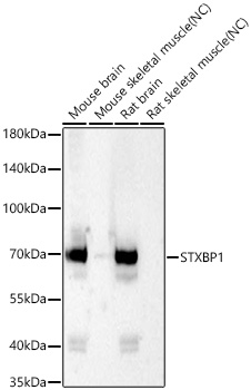 Western blot analysis of various lysates using STXBP1 Rabbit mAb at 1:20000 dilution incubated at room temperature for 1.5 hours.|Secondary antibody: HRP-conjugated Goat anti-Rabbit IgG (H+L) at 1:10000 dilution.|Lysates/proteins: 25 μg per lane.|Blocking buffer: 3% nonfat dry milk in TBST.|Detection: ECL Basic Kit.|Negative control (NC): Mouse skeletal muscle, Rat skeletal muscle.|Exposure time: 90 s.