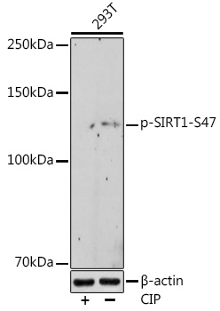 Western blot analysis of lysates from 293T cells, using Phospho-SIRT1-S47 Rabbit mAb at 1:500 dilution. 293T cells were treated by CIP(20uL/400ul) at 37℃ for 1 hour.|Secondary antibody: HRP-conjugated Goat anti-Rabbit IgG (H+L) at 1:10000 dilution.|Lysates/proteins: 25μg per lane.|Blocking buffer: 3% nonfat dry milk in TBST.|Detection: ECL Enhanced Kit.|Exposure time: 180s.