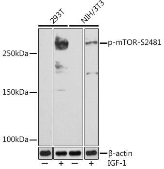 Western blot analysis of various lysates using Phospho-mTOR-S2481 at 1:1000 dilution. Both 293T cells and NIH/3T3 cells were treated with IGF-1 (50 ng/mL) at 37℃ for 5 minutes after serum-starvation overnight.|Secondary antibody: HRP-conjugated Goat anti-Rabbit IgG (H+L) at 1:10000 dilution.|Lysates/proteins: 25μg per lane.|Blocking buffer: 3% BSA.|Detection: ECL Basic Kit.|Exposure time: 3min.