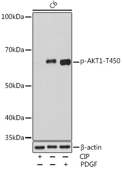 Western blot analysis of lysates from C6 cells, using Phospho-AKT1-T450 Rabbit mAb at 1:1000 dilution. C6 cells were treated with CIP(20uL/400ul) at 37℃ for 1 hour or treated with PDGF (50 ng/mL) at 37℃ for 30 minutes after serum-starvation overnight|Secondary antibody: HRP-conjugated Goat anti-Rabbit IgG (H+L) at 1:10000 dilution.|Lysates/proteins: 25μg per lane.|Blocking buffer: 3% BSA.|Detection: ECL Enhanced Kit.|Exposure time: 3min.