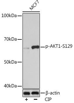 Western blot analysis of lysates from MCF7 cells, using Phospho-AKT1-S129 Rabbit mAb at 1:1000 dilution. MCF7 cells were treated by CIP(20uL/400ul) at 37℃ for 1 hour.|Secondary antibody: HRP-conjugated Goat anti-Rabbit IgG (H+L) at 1:10000 dilution.|Lysates/proteins: 25μg per lane.|Blocking buffer: 3% BSA.|Detection: ECL Basic Kit.|Exposure time: 3min.