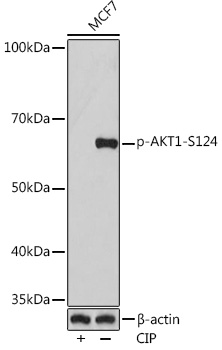 Western blot analysis of lysates from MCF7 cells, using Phospho-AKT1-S124 Rabbit mAb at 1:1000 dilution. MCF7 cells were treated by CIP(20uL/400ul) at 37℃ for 1 hour.|Secondary antibody: HRP-conjugated Goat anti-Rabbit IgG (H+L) at 1:10000 dilution.|Lysates/proteins: 25μg per lane.|Blocking buffer: 3% BSA.|Detection: ECL Basic Kit.|Exposure time: 3min.