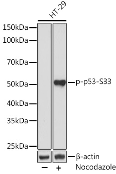 Western blot analysis of lysates from HT-29 cells, using Phospho-p53-S33 Rabbit mAb at 1:1000 dilution. HT-29 cells were treated with nocodazole (100 ng/mL) at 37℃ for 16 hours.|Secondary antibody: HRP-conjugated Goat anti-Rabbit IgG (H+L) at 1:10000 dilution.|Lysates/proteins: 25μg per lane.|Blocking buffer: 3% BSA.|Detection: ECL Basic Kit.|Exposure time: 3min.