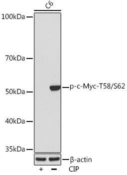 Western blot analysis of lysates from C6 cells, using Phospho-c-Myc-T58/S62 Rabbit mAb at 1:1000 dilution. C6 cells were treated by CIP(20uL/400ul) at 37℃ for 1 hour.|Secondary antibody: HRP-conjugated Goat anti-Rabbit IgG (H+L) at 1:10000 dilution.|Lysates/proteins: 25μg per lane.|Blocking buffer: 3% BSA.|Detection: ECL Basic Kit.|Exposure time: 10s.