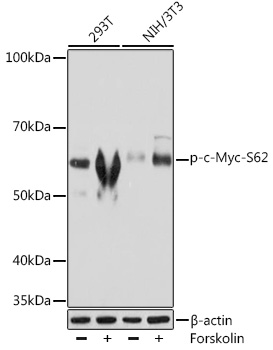 Western blot analysis of various lysates using Phospho-c-Myc-S62  Rabbit mAb at 1:1000 dilution. 293T cells were treated with Forskolin (10 uM) at 37℃ for 30 minutes after serum-starvation overnight. NIH/3T3 cells were treated with Forskolin (30 uM) at 37℃ for 30 minutes after serum-starvation overnight.|Secondary antibody: HRP-conjugated Goat anti-Rabbit IgG (H+L) at 1:10000 dilution.|Lysates/proteins: 25μg per lane.|Blocking buffer: 3% BSA.|Detection: ECL Basic Kit.|Exposure time: 30s.
