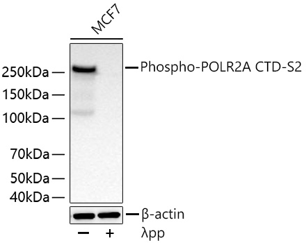 Western blot analysis of lysates from MCF7 cells using Phospho-POLR2A CTD-S2 Rabbit mAb at 1:5000 dilution incubated overnight at 4℃. MCF7 cells were treated with λpp (2 U/ul) at 30℃ for 1 hours.|Secondary antibody: HRP-conjugated Goat anti-Rabbit IgG (H+L) at 1:10000 dilution.|Lysates/proteins: 30 μg per lane.| Blocking buffer: 3% nonfat dry milk in TBST.| Detection: ECL Basic Kit.| Exposure time: 20 s.