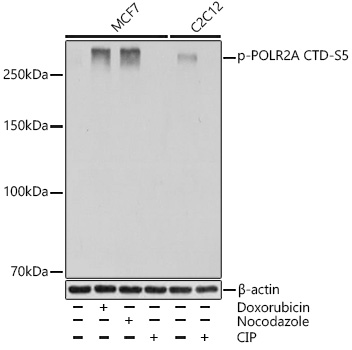 Western blot analysis of various lysates using Phospho-POLR2A CTD-S5 Rabbit mAb at 1:1000 dilution. MCF7 cells were treated with Doxorubicin (0. 5 uM) at 37℃ for 24 hours or treated with nocodazole (50 ng/mL) at 37℃ for 20 hours or treated with CIP(20uL/400ul) at 37℃ for 1 hour. C2C12 cells were treated with CIP(20uL/400ul) at 37℃ for 1 hour.|Secondary antibody: HRP-conjugated Goat anti-Rabbit IgG (H+L) at 1:10000 dilution.|Lysates/proteins: 25μg per lane.|Blocking buffer: 3% BSA.|Detection: ECL Basic Kit.|Exposure time: 1s.