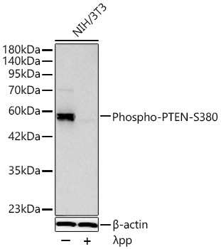 Western blot analysis of lysates from NIH/3T3 cells using Phospho-PTEN-S380 Rabbit mAb at 1:1000 dilution incubated overnight at 4℃. NIH/3T3 cells were treated by λPP mixed solution (1uL) at 30℃ for 30 minutes.|Secondary antibody: HRP-conjugated Goat anti-Rabbit IgG (H+L) at 1:10000 dilution.|Lysates/proteins: 30 μg per lane.| Blocking buffer: 3 % nonfat dry milk in TBST.| Detection: ECL Basic Kit.| Exposure time: 180s.