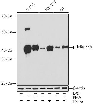 Western blot analysis of various lysates using Phospho-IκBα-S36 Rabbit mAb at 1:1000 dilution. THP-1 cells were treated with PMA/TPA (80 nM) at 37℃ for overnight or treated with LPS (1 μg/mL) at 37℃ for 6 hours. Both NIH/3T3 cells and C6 cells were treated with TNF-α (20 ng/mL) at 37℃ for 30 minutes.|Secondary antibody: HRP-conjugated Goat anti-Rabbit IgG (H+L) at 1:10000 dilution.|Lysates/proteins: 25μg per lane.|Blocking buffer: 3% BSA.|Detection: ECL Enhanced Kit.|Exposure time: 3min.