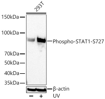 Western blot analysis of lysates from 293T cells using Phospho-STAT1-S727 Rabbit mAb at 1:13000 dilution incubated overnight at 4℃. 293T cells were treated with UV at room temperature for 15-30 minutes.|Secondary antibody: HRP-conjugated Goat anti-Rabbit IgG (H+L) at 1:10000 dilution.|Lysates/proteins: 30 μg per lane.| Blocking buffer: 3 % nonfat dry milk in TBST.| Detection: ECL Basic Kit.| Exposure time: 5s.
