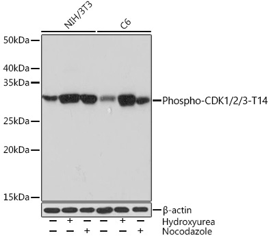 Western blot analysis of various lysates using Phospho-CDK1/2/3-T14 Rabbit mAb at 1:1000 dilution incubated overnight at 4℃. Both NIH/3T3 cells and C6 cells were treated with Hydroxyurea (4 Mm) at 37℃ for 20 hours or treated with Nocodazole (100 ng/mL) at 37℃ for 24 hours.|Secondary antibody: HRP-conjugated Goat anti-Rabbit IgG (H+L) at 1:10000 dilution.|Lysates/proteins: 25 μg per lane.|Blocking buffer: 3% BSA.|Detection: ECL Basic Kit.|Exposure time: 30 s.