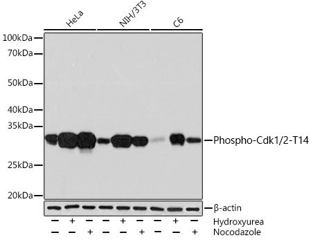 Western blot analysis of various lysates using Phospho-Cdk1/2-T14 Rabbit mAb at 1:1000 dilution. HeLa cells and NIH/3T3 cells and C6 cells were treated with Hydroxyurea (4 Mm) at 37℃ for 20 hours or treated with Nocodazole (100 ng/mL) at 37℃ for 24 hours.|Secondary antibody: HRP-conjugated Goat anti-Rabbit IgG (H+L) at 1:10000 dilution.|Lysates/proteins: 25μg per lane.|Blocking buffer: 3% BSA.|Detection: ECL Basic Kit.|Exposure time: 30s.