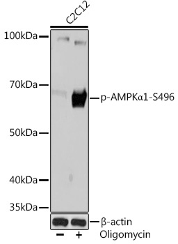 Western blot analysis of lysates from C2C12 cells, using Phospho-AMPKα1-S496 Rabbit mAb at 1:1000 dilution. C2C12 cells were treated with oligomycin (0. 5 μM) at 37℃ for 30 minutes.|Secondary antibody: HRP-conjugated Goat anti-Rabbit IgG (H+L) at 1:10000 dilution.|Lysates/proteins: 25μg  per lane.|Blocking buffer: 3% BSA.|Detection: ECL Basic Kit.|Exposure time: 3min.