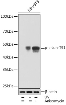 Western blot analysis of lysates from NIH/3T3 cells, using Phospho-c-Jun-T91 Rabbit mAb at 1:1000 dilution. NIH/3T3 cells were treated with UV at room temperature for 15-30 minutes or treated with Anisomycin (25 μg/mL) at 37℃ for 30 minutes.|Secondary antibody: HRP-conjugated Goat anti-Rabbit IgG (H+L) at 1:10000 dilution.|Lysates/proteins: 25μg per lane.|Blocking buffer: 3% BSA.|Detection: ECL Basic Kit.|Exposure time: 30s.