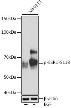 Western blot analysis of lysates from NIH/3T3 cells, using Phospho-ESRα-S118 Rabbit mAb at 1:1000 dilution. NIH/3T3 cells were treated with EGF (100 ng/mL) at 37℃ for 30 minutes after serum-starvation overnight.|Secondary antibody: HRP-conjugated Goat anti-Rabbit IgG (H+L) at 1:10000 dilution.|Lysates/proteins: 25μg per lane.|Blocking buffer: 3% BSA.|Detection: ECL Enhanced Kit.|Exposure time: 3min.