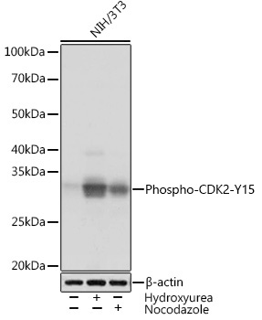Western blot analysis of lysates from NIH/3T3 cells using Phospho-CDK2-Y15 Rabbit mAb at 1:1000 dilution. NIH/3T3 cells were treated with Hydroxyurea (4 Mm) at 37℃ for 20 hours or treated with Nocodazole (100 ng/mL) at 37℃ for 24 hours.|Secondary antibody: HRP-conjugated Goat anti-Rabbit IgG (H+L) at 1:10000 dilution.|Lysates/proteins: 25 μg per lane.|Blocking buffer: 3% BSA.|Detection: ECL Basic Kit.|Exposure time: 3 s.