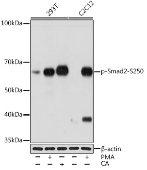 Western blot analysis of various lysates using Phospho-Smad2-S250 Rabbit mAb at 1:1000 dilution. 293T cells were treated with PMA/TPA (200 nM) at 37℃ for 30 minutes after serum-starvation overnight or treated with Calyculin A (100 nM) at 37℃ for 30 minutes after serum-starvation overnight. C2C12 cells were treated with PMA/TPA (200 nM) at 37℃ for 30 minutes after serum-starvation overnight.|Secondary antibody: HRP-conjugated Goat anti-Rabbit IgG (H+L) at 1:10000 dilution.|Lysates/proteins: 25μg per lane.|Blocking buffer: 3% BSA.|Detection: ECL Basic Kit.|Exposure time: 10s.