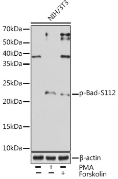 Western blot analysis of lysates from NIH/3T3 cells, using Phospho-Bad-S112 Rabbit mAb at 1:1000 dilution. NIH/3T3 cells were treated with PMA/TPA (200 nM) at 37℃ for 30 minutes after serum-starvation overnight or treated with Forskolin (30 uM) at 37℃ for 30 minutes after serum-starvation overnight.|Secondary antibody: HRP-conjugated Goat anti-Rabbit IgG (H+L) at 1:10000 dilution.|Lysates/proteins: 25μg per lane.|Blocking buffer: 3% BSA.|Detection: ECL Enhanced Kit.|Exposure time: 3min.