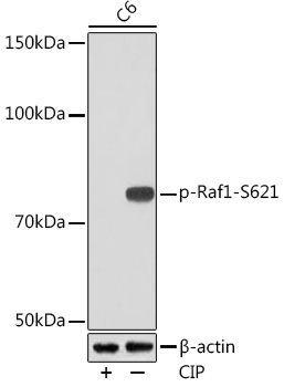 Western blot analysis of lysates from C6 cells, using Phospho-Raf1-S621 Rabbit mAb at 1:1000 dilution. C6 cells were treated by CIP(20uL/400ul) at 37℃ for 1 hour.|Secondary antibody: HRP-conjugated Goat anti-Rabbit IgG (H+L) at 1:10000 dilution.|Lysates/proteins: 25μg per lane.|Blocking buffer: 3% BSA.|Detection: ECL Basic Kit.|Exposure time: 3min.