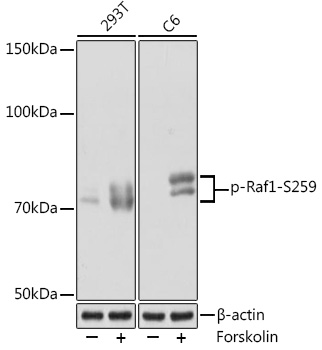 Western blot analysis of various lysates using Phospho-Raf1-S259 Rabbit mAb at 1:1000 dilution. Both 293T cells and C6 cells were treated with Forskolin (10 uM) at 37℃ for 1 hour after serum-starvation overnight.|Secondary antibody: HRP-conjugated Goat anti-Rabbit IgG (H+L) at 1:10000 dilution.|Lysates/proteins: 25μg per lane.|Blocking buffer: 3% BSA.|Detection: ECL Basic Kit.|Exposure time: 30s.
