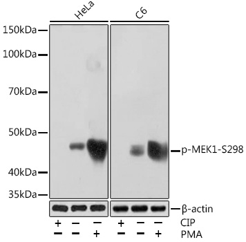 Western blot analysis of various lysates using Phospho-MEK1-S298 Rabbit mAb at 1:1000 dilution. Both HeLa cells and C6 cells were treated with CIP(20uL/400ul) at 37℃ for 1 hour or treated with PMA (200 nM) at 37℃ for 30 minutes after serum-starvation overnight.|Secondary antibody: HRP-conjugated Goat anti-Rabbit IgG (H+L) at 1:10000 dilution.|Lysates/proteins: 25μg per lane.|Blocking buffer: 3% BSA.|Detection: ECL Basic Kit.|Exposure time: 1min.