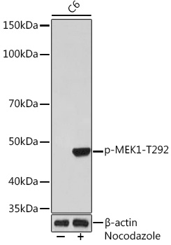 Western blot analysis of lysates from C6 cells, using Phospho-MEK1-T292 Rabbit mAb at 1:1000 dilution incubated overnight at 4℃. C6 cells were treated with Nocodazole (50 ng/mL) at 37℃ for 20 hours.|Secondary antibody: HRP-conjugated Goat anti-Rabbit IgG (H+L) at 1:10000 dilution.|Lysates/proteins: 30 μg per lane.|Blocking buffer: 3% BSA.|Detection: ECL Basic Kit.|Exposure time: 60 s.