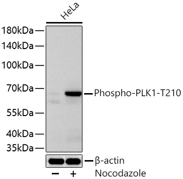 Western blot analysis of lysates from HeLa cells using Phospho-PLK1-T210 Rabbit mAb at 1:1000 dilution incubated overnight at 4℃. HeLa cells were treated with Nocodazoleat (100 ng/mL) at 37 ℃ for 16 hours.|Secondary antibody: HRP-conjugated Goat anti-Rabbit IgG (H+L) at 1:10000 dilution.|Lysates/proteins: 30 μg per lane.| Blocking buffer: 3% nonfat dry milk in TBST.| Detection: ECL Basic Kit.| Exposure time: 90 s.