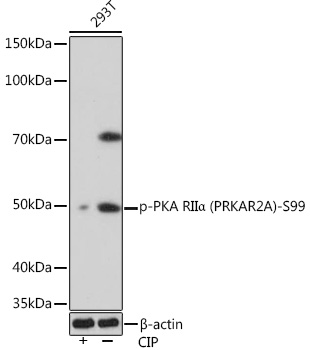 Western blot analysis of lysates from 293T cells, using Phospho-PKA RIIα (PRKAR2A)-S99 Rabbit mAb at 1:1000 dilution. 293T cells were treated by CIP(20uL/400ul) at 37℃ for 1 hour.|Secondary antibody: HRP-conjugated Goat anti-Rabbit IgG (H+L) at 1:10000 dilution.|Lysates/proteins: 25μg per lane.|Blocking buffer: 3% BSA.|Detection: ECL Basic Kit.|Exposure time: 90s.