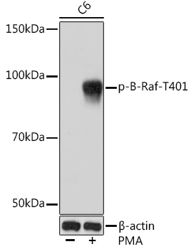Western blot analysis of lysates from C6 cells, using Phospho-B-Raf-T401 Rabbit mAb at 1:1000 dilution. C6 cells were treated with PMA/TPA (200 nM) at 37℃ for 30 minutes after serum-starvation overnight.|Secondary antibody: HRP-conjugated Goat anti-Rabbit IgG (H+L) at 1:10000 dilution.|Lysates/proteins: 25μg per lane.|Blocking buffer: 3% BSA.|Detection: ECL Basic Kit.|Exposure time: 10s.