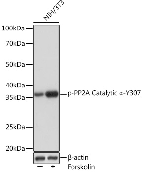 Western blot analysis of lysates from NIH/3T3 cells, using Phospho-PP2A Catalytic α-Y307 Rabbit mAb at 1:1000 dilution. NIH/3T3 cells were treated with Forskolin (30 uM) at 37℃ for 30 minutes after serum-starvation overnight.|Secondary antibody: HRP-conjugated Goat anti-Rabbit IgG (H+L) at 1:10000 dilution.|Lysates/proteins: 25μg per lane.|Blocking buffer: 3% BSA.|Detection: ECL Basic Kit.|Exposure time: 3s.
