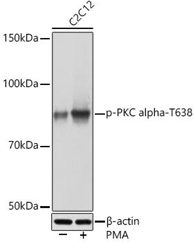 Western blot analysis of lysates from C2C12 cells, using Phospho-PKC alpha-T638 Rabbit mAb at 1:1000 dilution. C2C12 cells were treated with PMA/TPA (200 nM) at 37℃ for 30 minutes after serum-starvation overnight.|Secondary antibody: HRP-conjugated Goat anti-Rabbit IgG (H+L) at 1:10000 dilution.|Lysates/proteins: 25μg per lane.|Blocking buffer: 3% BSA.|Detection: ECL Basic Kit.|Exposure time: 10s.