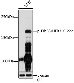 Western blot analysis of lysates from 293T cells, using Phospho-ErbB3/HER3-Y1222 Rabbit mAb at 1:1000 dilution. 293T cells were treated with CIP(20uL/400ul) at 37℃ for 1 hour.|Secondary antibody: HRP-conjugated Goat anti-Rabbit IgG (H+L) at 1:10000 dilution.|Lysates/proteins: 25μg per lane.|Blocking buffer: 3% BSA.|Detection: ECL Enhanced Kit.|Exposure time: 3min.