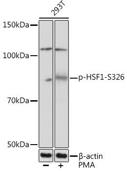 Western blot analysis of lysates from 293T cells, using Phospho-HSF1-S326 Rabbit mAb at 1:1000 dilution. 293T cells were treated with PMA/TPA (200 nM) at 37℃ for 30 minutes after serum-starvation overnight.|Secondary antibody: HRP-conjugated Goat anti-Rabbit IgG (H+L) at 1:10000 dilution.|Lysates/proteins: 25μg per lane.|Blocking buffer: 3% BSA.|Detection: ECL Basic Kit.|Exposure time: 1min.