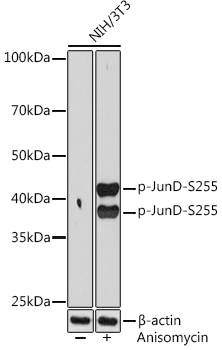 Western blot analysis of lysates from NIH/3T3 cells, using Phospho-JunD-S255 Rabbit mAb at 1:1000 dilution. NIH/3T3 cells were treated with Anisomycin (25 μg/mL) at 37℃ for 30 minutes.|Secondary antibody: HRP-conjugated Goat anti-Rabbit IgG (H+L) at 1:10000 dilution.|Lysates/proteins: 25μg per lane.|Blocking buffer: 3% BSA.|Detection: ECL Basic Kit.|Exposure time: 90s.