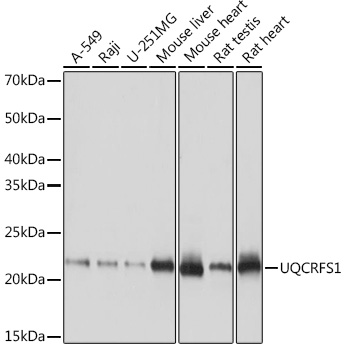 Western blot analysis of various lysates using UQCRFS1 Rabbit mAb (A9517) at 1:1000 dilution.|Secondary antibody: HRP-conjugated Goat anti-Rabbit IgG (H+L) (AS014) at 1:10000 dilution.|Lysates/proteins: 25μg per lane.|Blocking buffer: 3% nonfat dry milk in TBST.|Detection: ECL Basic Kit (RM00020).|Exposure time: 1s.