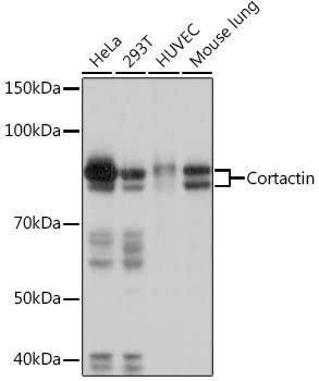 Western blot analysis of various lysates using Cortactin Rabbit mAb at 1:1000 dilution.|Secondary antibody: HRP-conjugated Goat anti-Rabbit IgG (H+L) at 1:10000 dilution.|Lysates/proteins: 25μg per lane.|Blocking buffer: 3% nonfat dry milk in TBST.|Detection: ECL Basic Kit.|Exposure time: 3s.