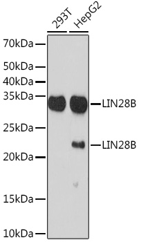 Western blot analysis of various lysates using LIN28B Rabbit mAb at 1:1000 dilution.|Secondary antibody: HRP-conjugated Goat anti-Rabbit IgG (H+L) at 1:10000 dilution.|Lysates/proteins: 25μg per lane.|Blocking buffer: 3% nonfat dry milk in TBST.|Detection: ECL Basic Kit.|Exposure time: 3min.