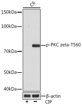 Western blot analysis of various lysates using Phospho-PKC zeta-T560 Rabbit mAb at 1:1000 dilution. Both 293T cells and C6 cells were treated by CIP(20uL/400ul) at 37℃ for 1 hour.|Secondary antibody: HRP-conjugated Goat anti-Rabbit IgG (H+L) at 1:10000 dilution.|Lysates/proteins: 25μg per lane.|Blocking buffer: 3% BSA.|Detection: ECL Basic Kit.|Exposure time: 3s.
