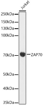 Western blot analysis of lysates from Jurkat cells, using ZAP70 Rabbit mAb at 1:1000 dilution.|Secondary antibody: HRP-conjugated Goat anti-Rabbit IgG (H+L) at 1:10000 dilution.|Lysates/proteins: 25μg per lane.|Blocking buffer: 3% nonfat dry milk in TBST.|Detection: ECL Basic Kit.|Exposure time: 3s.