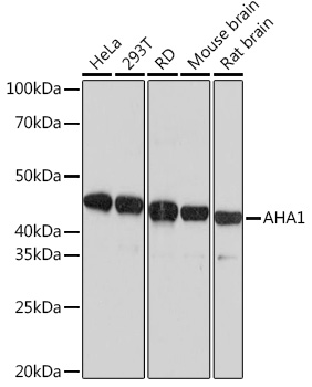 Western blot analysis of various lysates using AHA1 Rabbit mAb at 1:1000 dilution.|Secondary antibody: HRP-conjugated Goat anti-Rabbit IgG (H+L) at 1:10000 dilution.|Lysates/proteins: 25μg per lane.|Blocking buffer: 3% nonfat dry milk in TBST.|Detection: ECL Basic Kit.|Exposure time: 1s.
